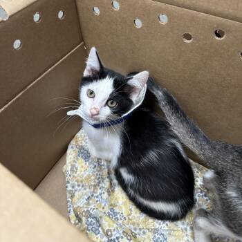 Cricket -  Domestic Short Hair Cat for Adoption in Philadelphia, Pennsylvania - Cricket | PetCurious