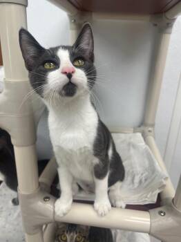 Sora -  Domestic Short Hair Cat for Adoption in Corpus Christi, Texas - Sora | PetCurious