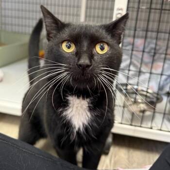 Harvey -  Domestic Short Hair Cat for Adoption in Trenton, New Jersey - Harvey | PetCurious
