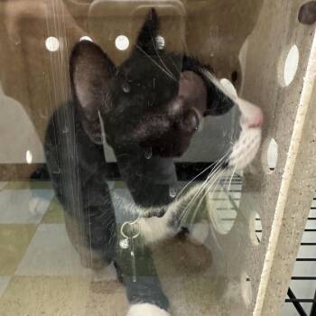 Domestic Short Hair Cats Available for Adoption - Loki | PetCurious