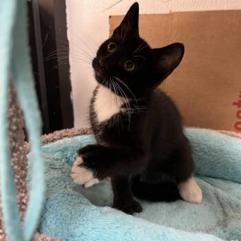 Langdon -  Extra Toes Cat Hemingway Polydactyl Cat for Adoption in Palmetto, Florida - Langdon | PetCurious