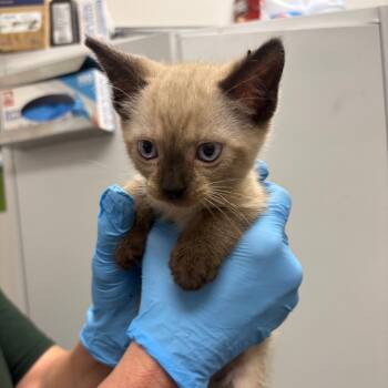 Banana Split -  Domestic Short Hair Cat for Adoption in Columbiana, Alabama - Banana Split | PetCurious