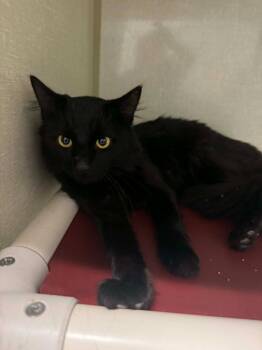 Ping -  Domestic Long Hair Cat for Adoption in Marion, Ohio - Ping | PetCurious