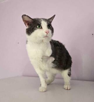Rollie -  Domestic Short Hair Cat for Adoption in Wheaton, Illinois - Rollie | PetCurious