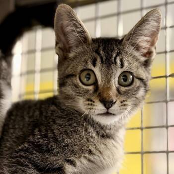 Boo -  Domestic Short Hair Cat for Adoption in Jackson Township, New Jersey - Boo | PetCurious