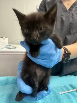 04372B Luci -  Domestic Short Hair Cat for Adoption in North Charleston, South Carolina - 04372B Luci | PetCurious