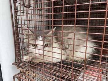 A659144 -  Domestic Short Hair Cat for Adoption in Houston, Texas - A659144 | PetCurious
