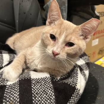 Domestic Short Hair Cats Available for Adoption - Noel | PetCurious