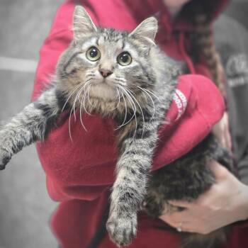 Domestic Medium Hair Cats Available for Adoption - Luna | PetCurious