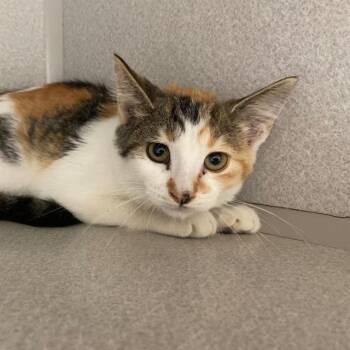 TRIX -  Domestic Short Hair Cat for Adoption in Aurora, Colorado - TRIX | PetCurious