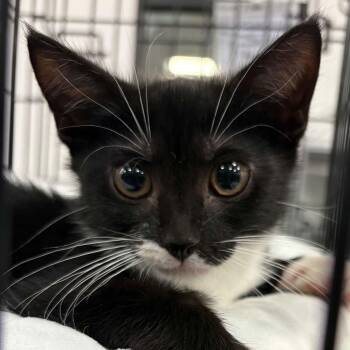 Pixel -  Domestic Short Hair Cat for Adoption in Warren, New Jersey - Pixel | PetCurious