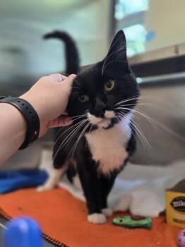 Pops -  Domestic Medium Hair and Domestic Short Hair Cat for Adoption in Westland, Michigan - Pops | PetCurious