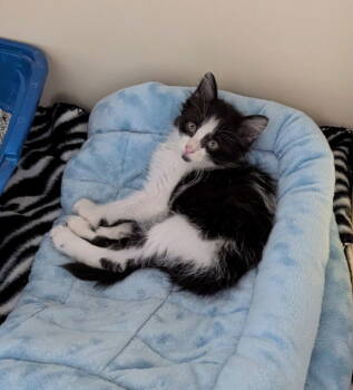 Rescue Domestic Long Hair Cats for Adoption in Ocala, Florida - Milkshake | PetCurious