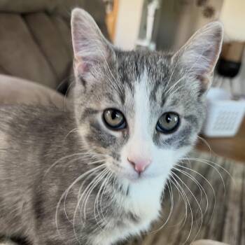 Tritt -  Domestic Short Hair Cat for Adoption in Bismarck, North Dakota - Tritt | PetCurious