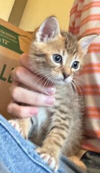 Medusa -  Domestic Medium Hair Cat for Adoption in Little Rock, Arkansas - Medusa | PetCurious