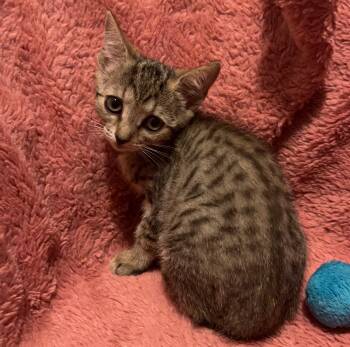 Tabby Cats Available for Adoption in Columbia, South Carolina - Thelma | PetCurious