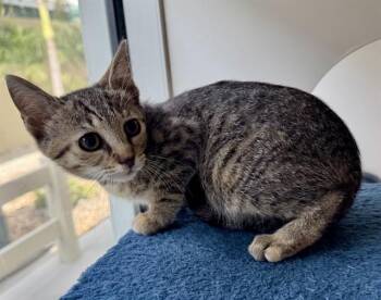 NATALIE -  Domestic Short Hair Cat for Adoption in Sarasota, Florida - NATALIE | PetCurious