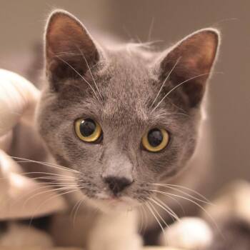 Minnow -  Domestic Short Hair Cat for Adoption in Philadelphia, Pennsylvania - Minnow | PetCurious