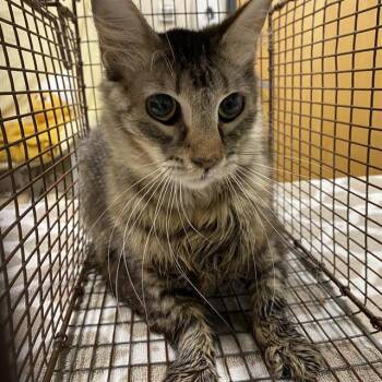 A611611 -  Domestic Short Hair Cat for Adoption in Modesto, California - A611611 | PetCurious