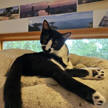 Kolache -  Domestic Short Hair Cat for Adoption in Houston, Texas - Kolache | PetCurious