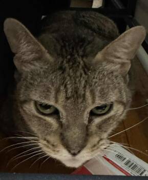 Rescue Domestic Short Hair Cats for Adoption in Chelsea, Vermont - Pebbles | PetCurious