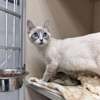 Snowball -  Domestic Short Hair and Snowshoe Cat for Adoption in Great Falls, Montana - Snowball | PetCurious