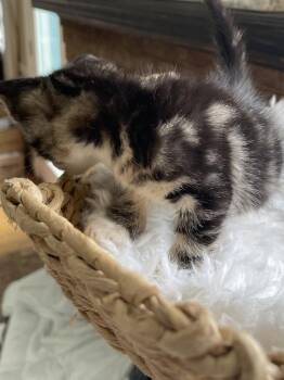 Martha -  Domestic Short Hair Cat for Adoption in Virginia Beach, Virginia - Martha | PetCurious