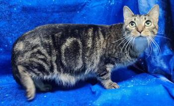 Domestic Short Hair Cats Available for Adoption - 251936  Thunder | PetCurious