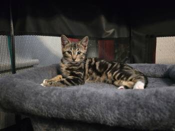 Idly -  American Shorthair Cat for Adoption in Highland Park, New Jersey - Idly | PetCurious