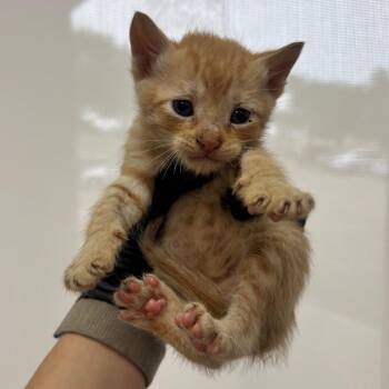 Breeze -  Domestic Short Hair Cat for Adoption in Corpus Christi, Texas - Breeze | PetCurious