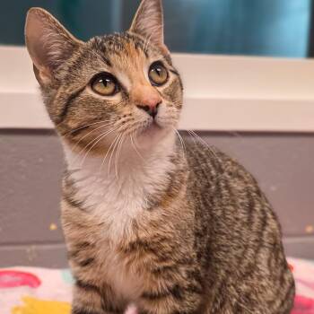 Tabby Cats Available for Adoption in Gainesville, Texas - Clementine | PetCurious
