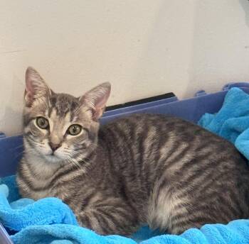 Rescue Tabby and Egyptian Mau Cats for Adoption in Mission Viejo, California - Rokkie | PetCurious