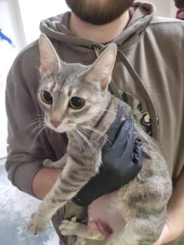 Domestic Short Hair Cats Available for Adoption - Navy | PetCurious