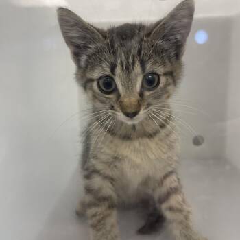 Undercover Boss 1724 -  Domestic Short Hair Cat for Adoption in Columbus, Georgia - Undercover Boss 1724 | PetCurious