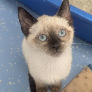 Matsui -  Domestic Short Hair Cat for Adoption in Watertown, New York - Matsui | PetCurious