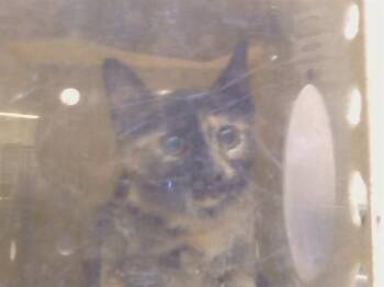 A925236 -  Domestic Short Hair Cat for Adoption in Sacramento, California - A925236 | PetCurious