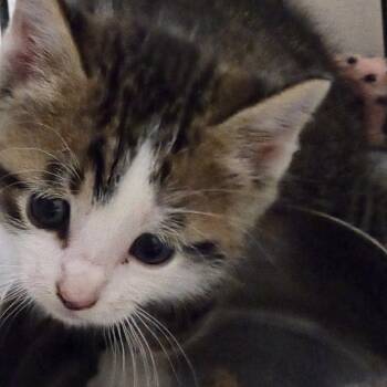 Rescue Domestic Short Hair Cats for Adoption in Branson, Missouri - AC | PetCurious