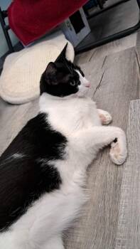 Zim -  Domestic Short Hair Cat for Adoption in Arthur, Ontario - Zim | PetCurious