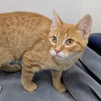 Moana -  Domestic Short Hair Cat for Adoption in Springfield, Illinois - Moana | PetCurious