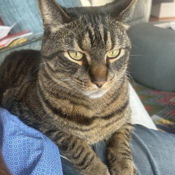 Henry (fka Ezra) -  Domestic Short Hair Cat for Adoption in Chicago, Illinois - Henry (fka Ezra) | PetCurious
