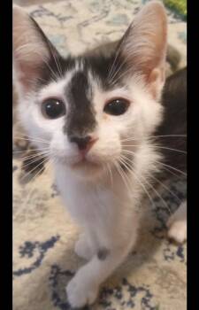 Theo -  American Shorthair Cat for Adoption in Darien, Georgia - Theo | PetCurious