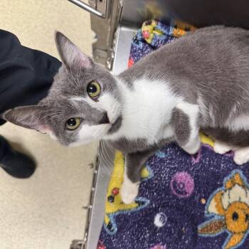 Potato Salad -  Domestic Short Hair Cat for Adoption in Windsor, Virginia - Potato Salad | PetCurious