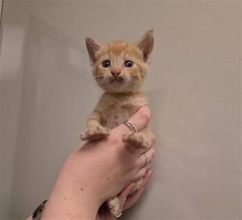 KUMQUAT - NEEDS A FOSTER -  Domestic Short Hair Cat for Adoption in Ontario, California - KUMQUAT - NEEDS A FOSTER | PetCurious