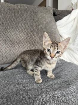 LUZ -  Domestic Short Hair Cat for Adoption in Tustin, California - LUZ | PetCurious