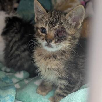 Literally Just a Baby -  Domestic Short Hair Cat for Adoption in Redwood City, California - Literally Just A Baby | PetCurious