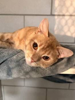 CANILLO -  Domestic Short Hair Cat for Adoption in Boston, Massachusetts - CANILLO | PetCurious