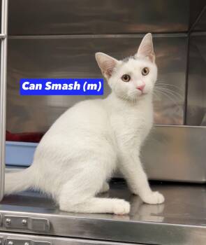 Can Smash -  Domestic Short Hair Cat for Adoption in Montville, New Jersey - Can Smash | PetCurious