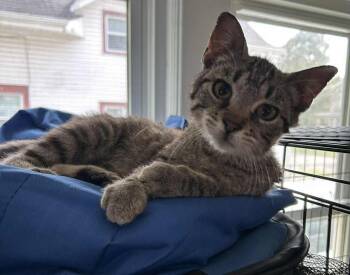 Rescue Domestic Short Hair Cats for Adoption in Albany, Wisconsin - Lincoln | PetCurious