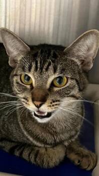 Destiny -  Domestic Short Hair Cat for Adoption in Venice, Florida - Destiny | PetCurious