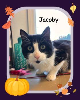 Rescue Domestic Medium Hair Cats for Adoption in Providence, Rhode Island - Jacoby | PetCurious